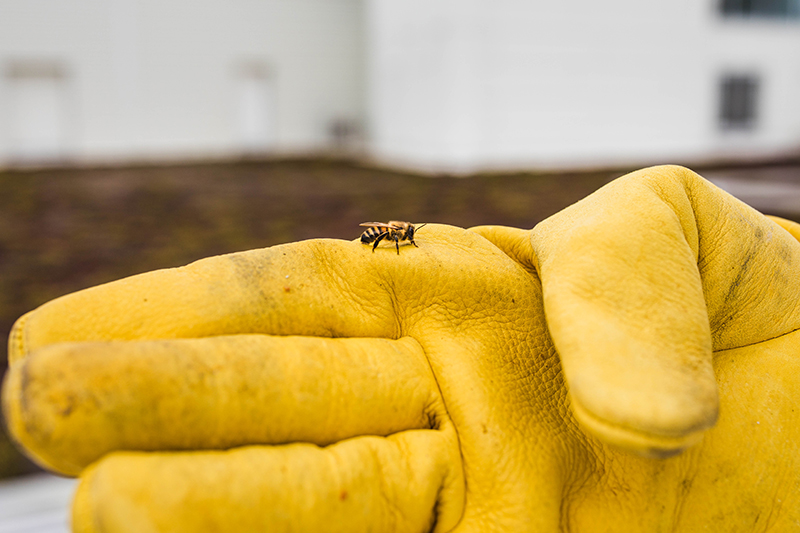 A bumblebee sits atop a yellow glove