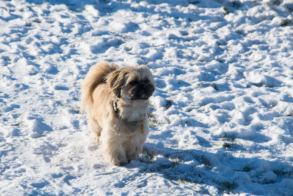 dog in snow